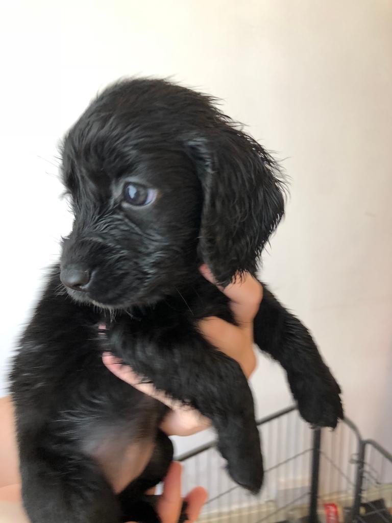 pedigree cocker spaniels for sale